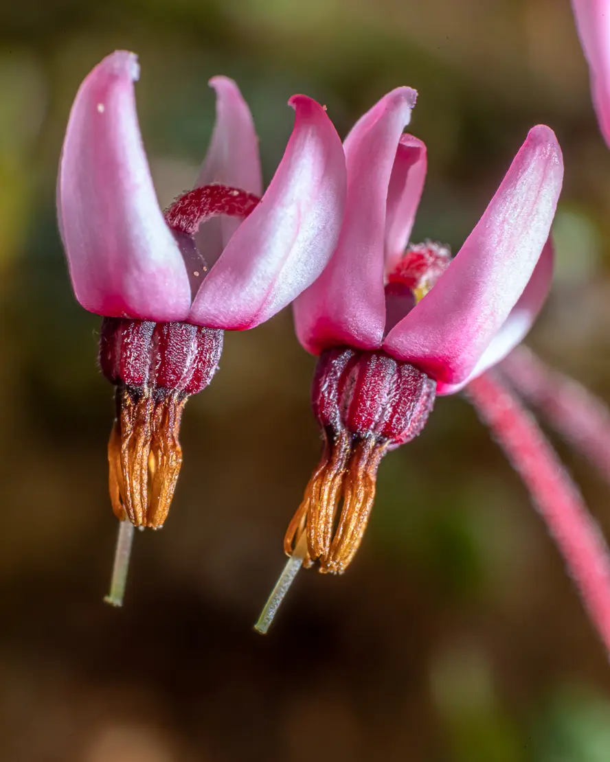 Gewöhnliche Moosbeere (Vaccinium oxycoccos) [3]